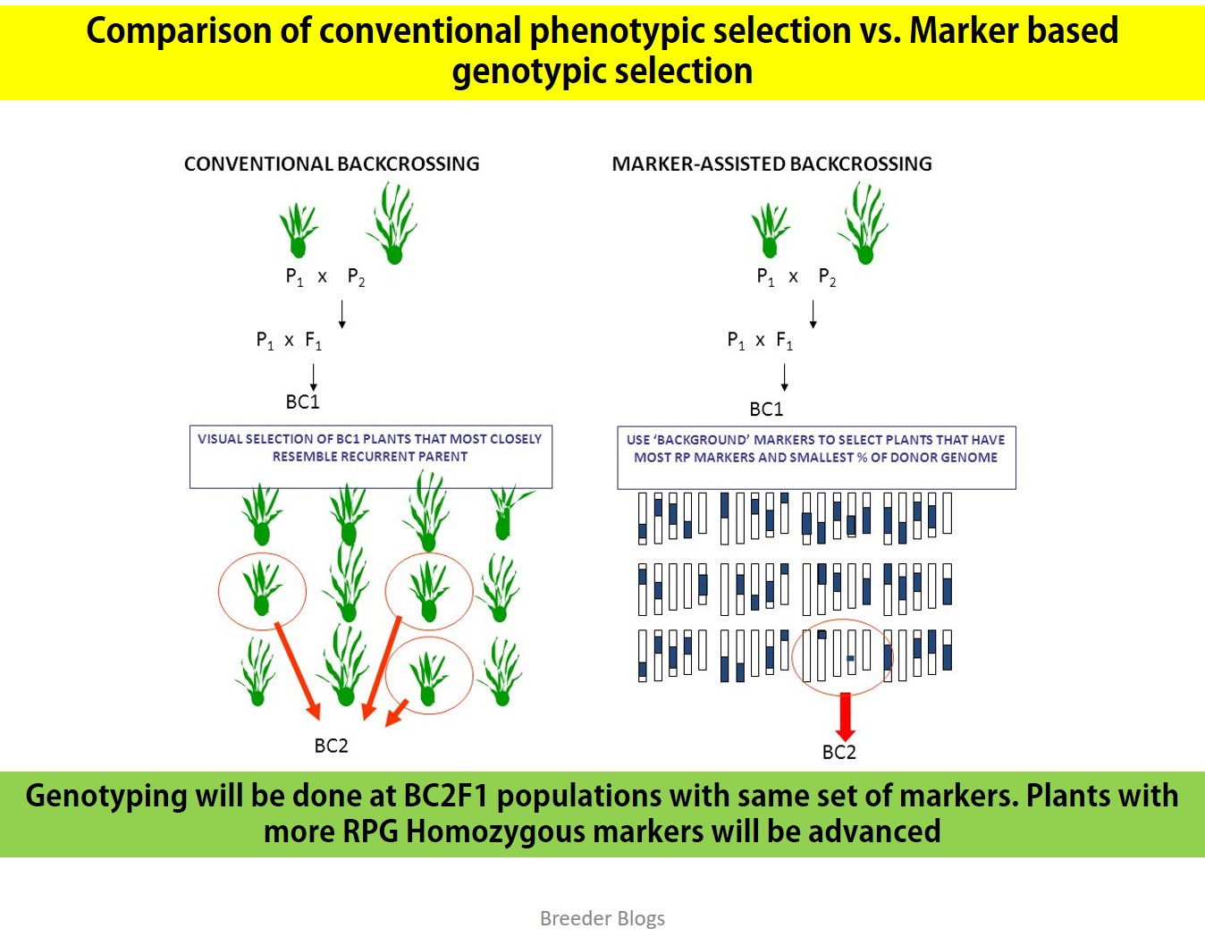 Breeder Blogs Illustrative Explanation Of Genetics Behind Marker Breeder Blogs Illustrative Explanation Of Genetics Behind Marker