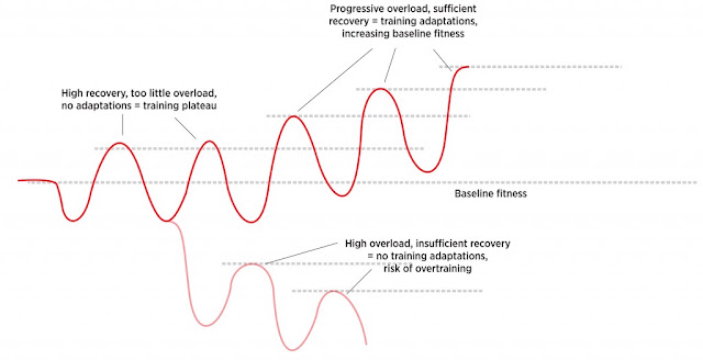 Suitable Overload Science & Medicine in Sports: BACK TO THE BASICS