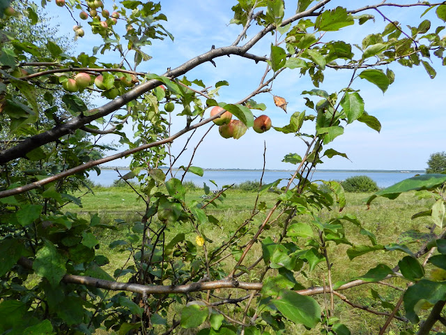 Яблоня на фоне озера Малые Касли