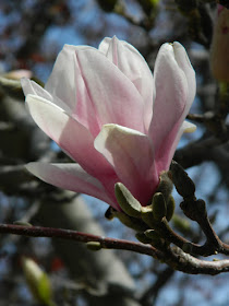 Magnolia soulangea Saucer magnolia by garden muses-not another Toronto gardening blog