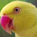 yellow parrot wallpapers