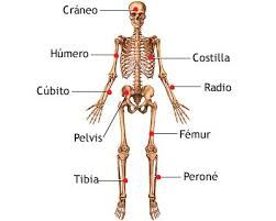 estructura del cuerpo humano
