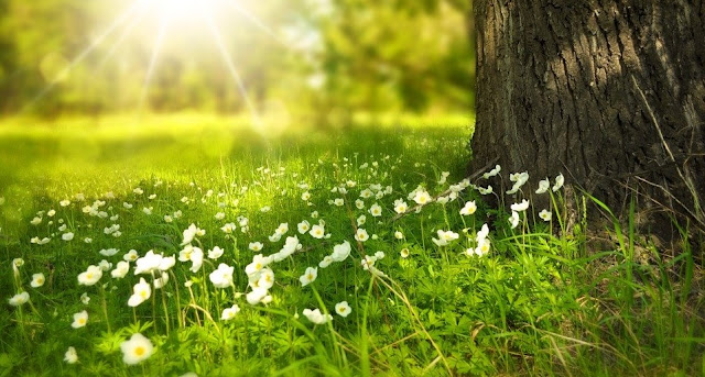 Image: Spring Flowers, by Larisa Koshkina on Pixabay