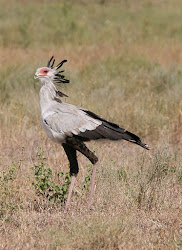 Musings of a Biologist and Dog Lover: Interesting Animals: Secretary Bird