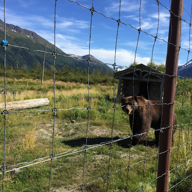 Life Alaskan Style: Alaska Wildlife Conservation Center: Portage, Alaska