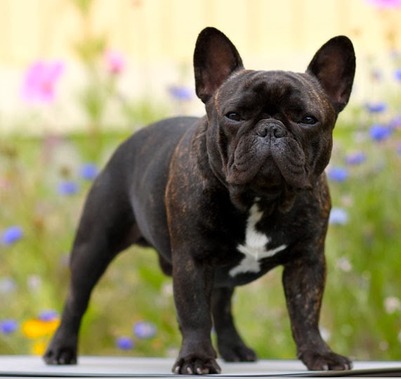 french bulldog puppies different breeds of dogs cute