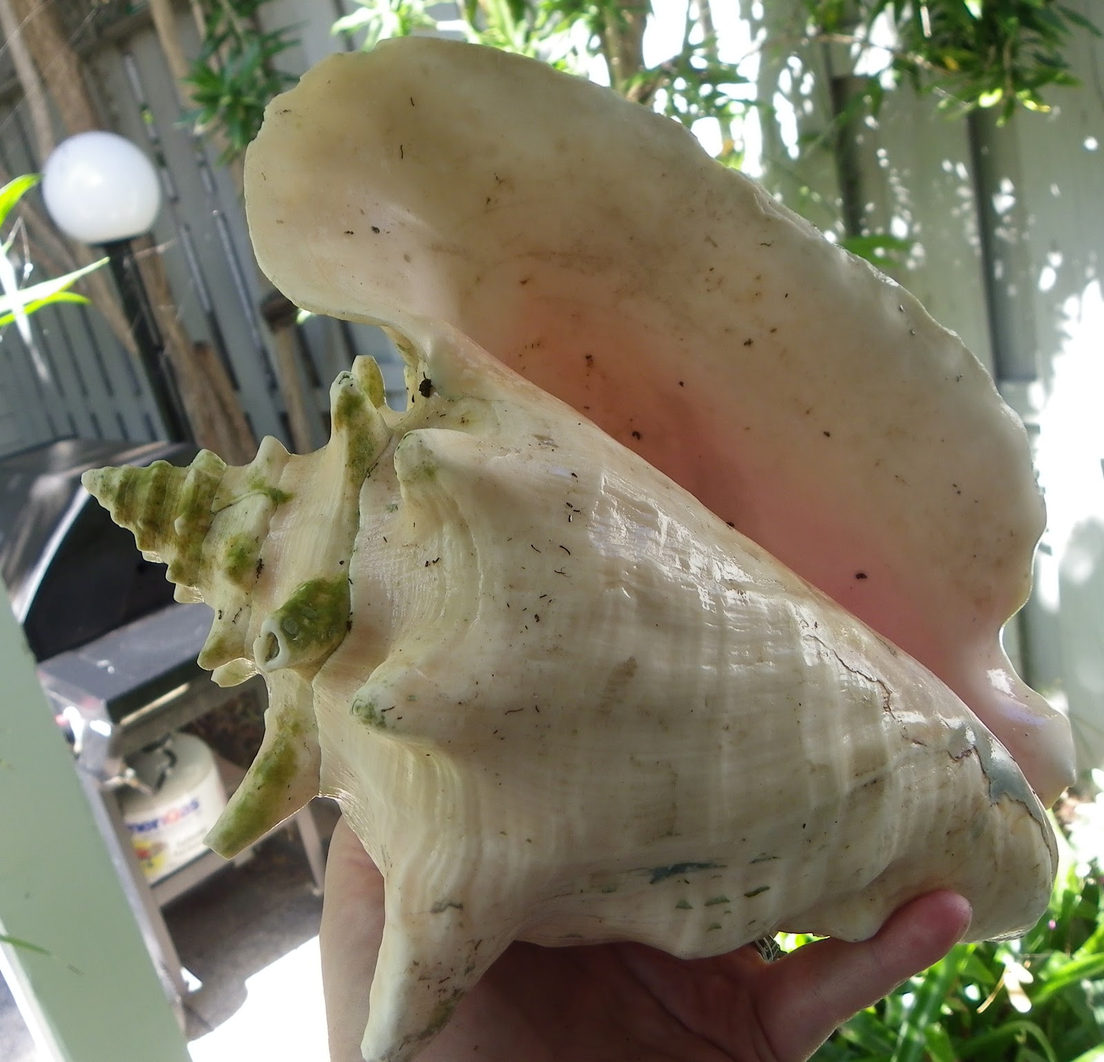 Cheryl Lynch Quilts What's A Conch?