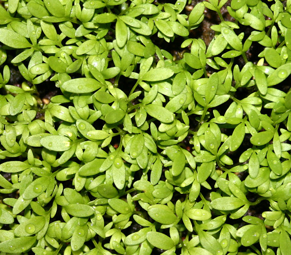 garden cress, how to grow garden cress, growing garden cress, growing garden cress organically, growing garden cress in home garden, growing garden cress organically in home garden, how to start growing garden cress, tips for growing garden cress, guide for growing garden cress
