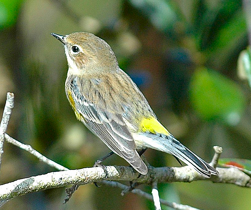 Murfs Wildlife Yellowrumped Warbler