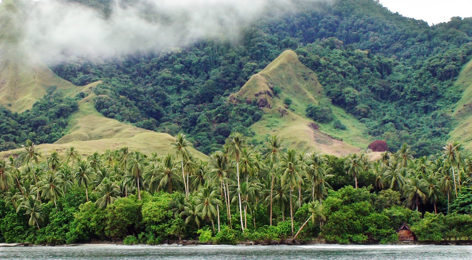 Coconut planting material for the Pacific region Solomon Islands