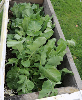 The greens raised bed, stuffed full The greens raised bed, stuffed full