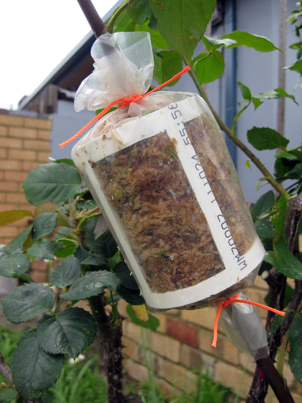 The Night Gardener Air Layering First Attempt