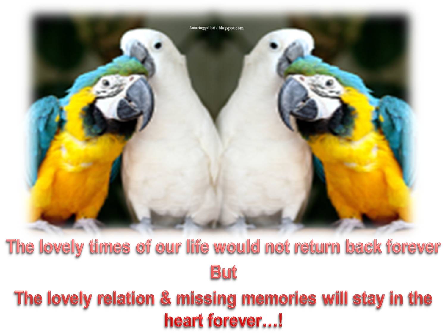 Amazing Galloria Birds Messages