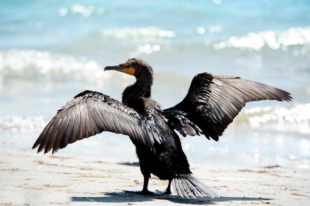 Rachelle Vance Photography♥ Doublecrested Cormorant, 32/50