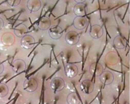 Год перепрограммированных клеток * Пётр Петров * Новости науки на "Элементах" * 