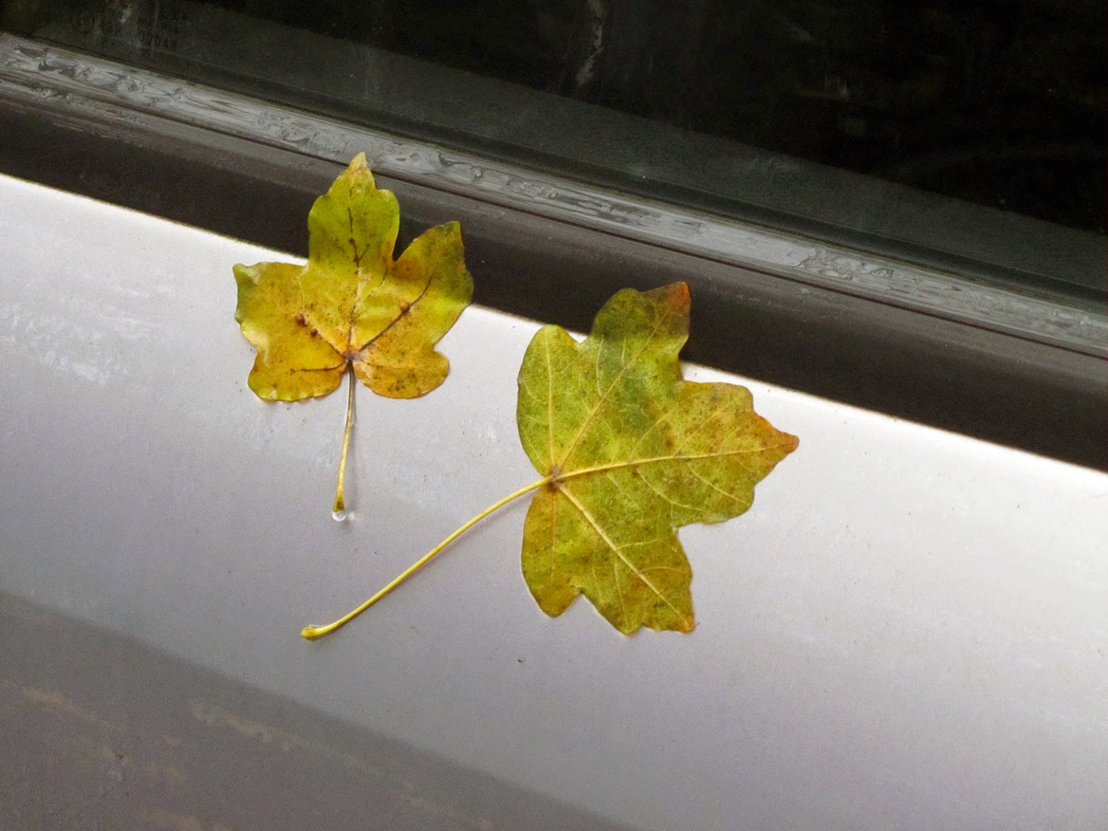 two leaves stuck on a silver car