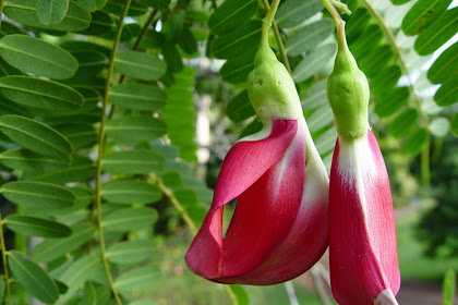 Manfaat Dan Khasiat Kembang Turi Atau Bunga Turi (Sesbania Grandiflora
L. Pers)