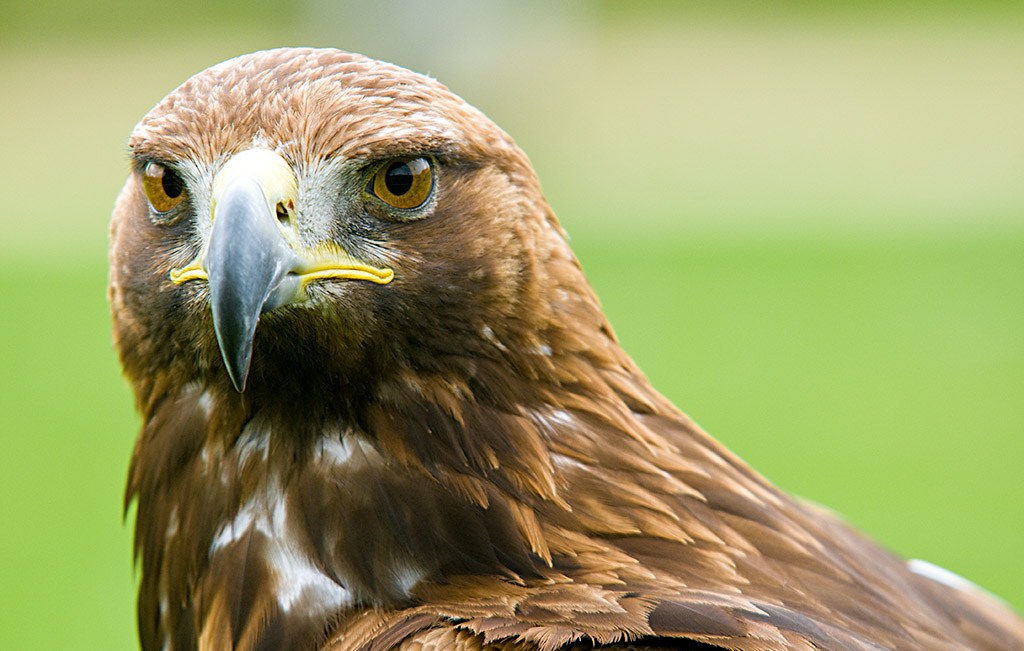 ¡Aprende sobre las aves rapaces!