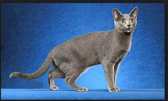 Competitivebrowser Blogspot Com Daftar Harga Kucing Russian Blue Terbaru