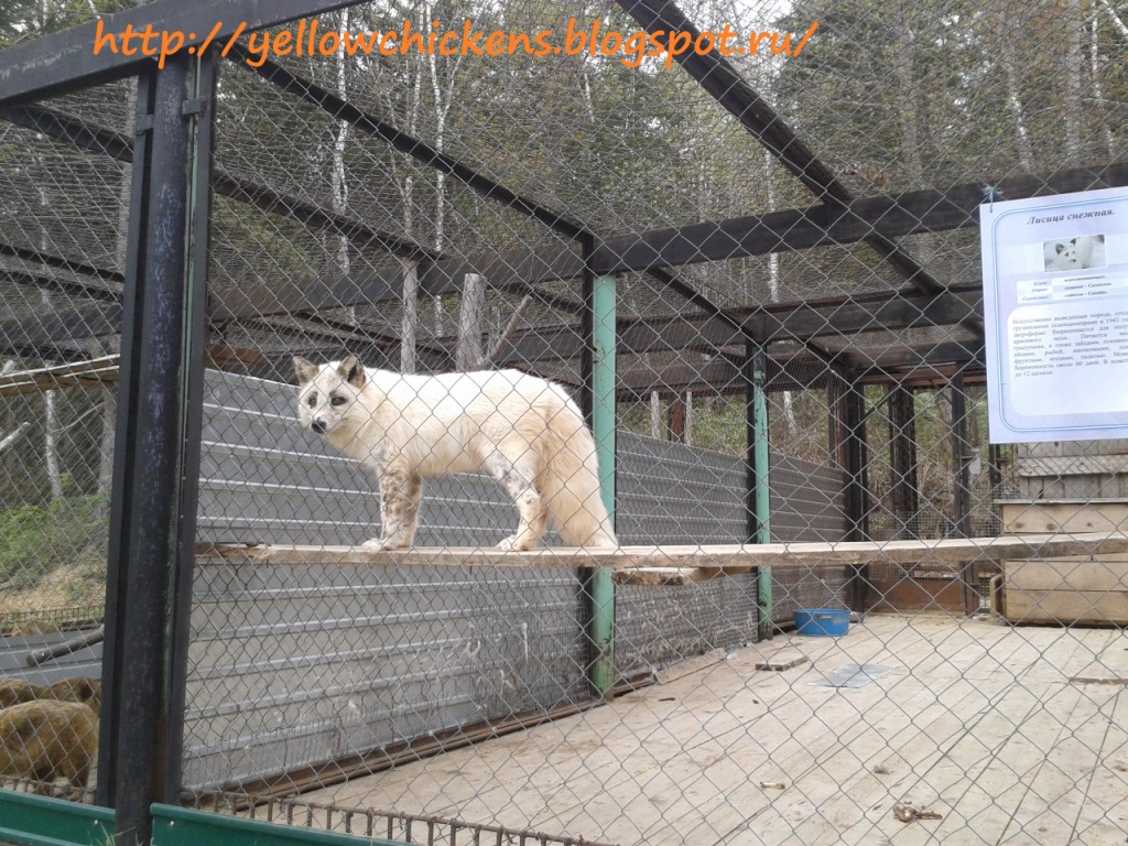 в зоопарке проживают