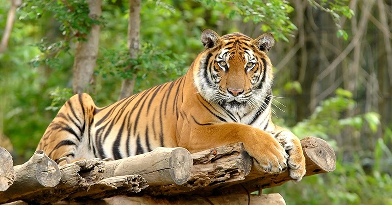 Koleksi Terpopuler 25 Gambar Fauna Bagian Barat
