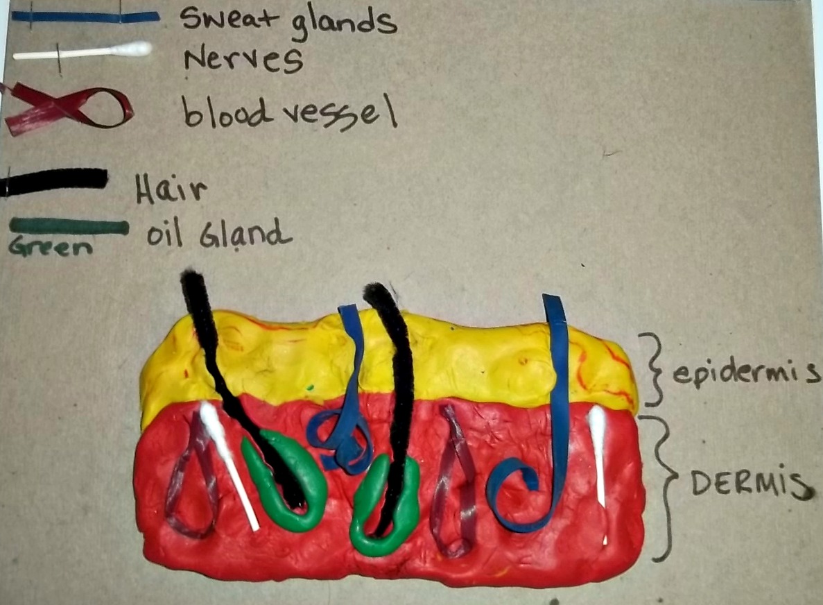 Ashi's Gift Blog: Skin Project