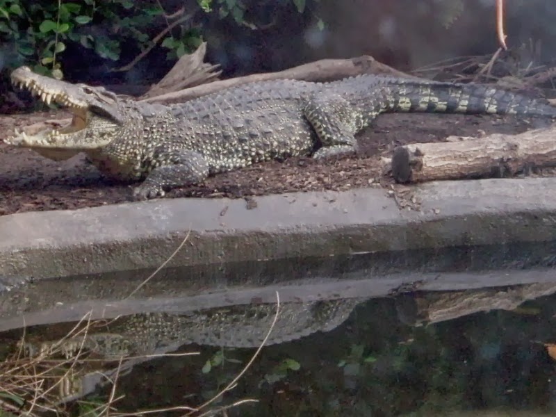 The Zoo Review: Species Fact Profile: Cuban Crocodile (Crocodylus