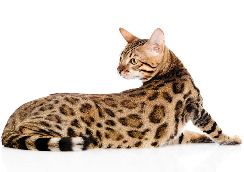 Bengal Breed Tica And Cfa Bengal Breed Standards Deluxe Cattery