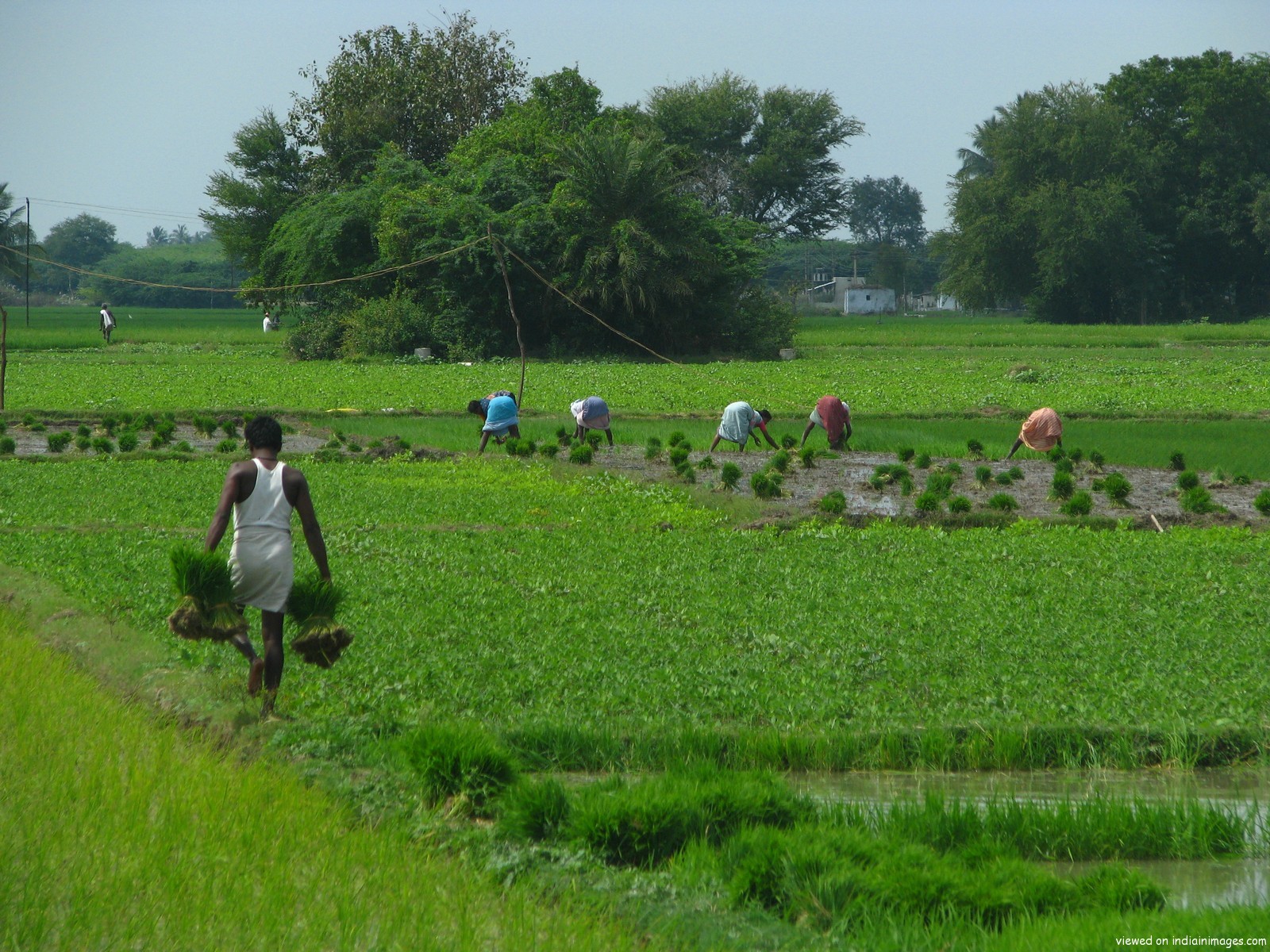 All About Agriculture Important Crops In Tamilnadu all-about-agriculture-important-crops-in-tamilnadu
