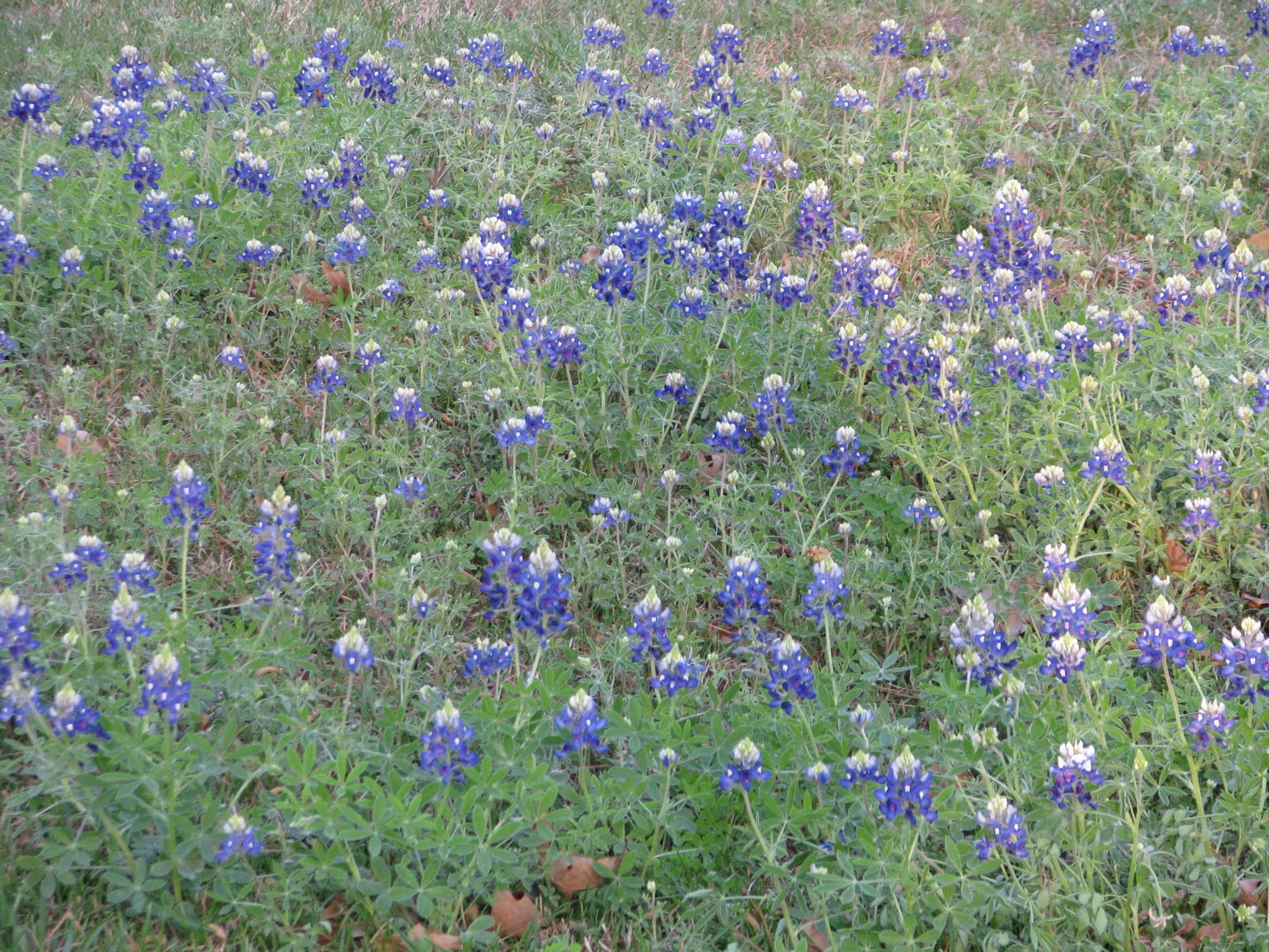 The Happy Wanderers Rainbows End Livingston TX