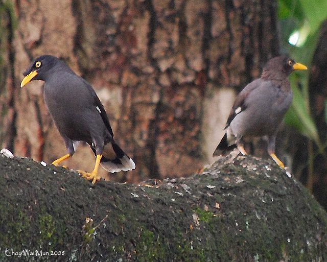 indo kicau mania: KUMPULAN FOTO PERBEDAAN JANTAN-BETINA BERBAGAI BURUNG