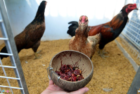 Chum anh: Trai ga vay rong o Sai Gon duoc dan choi san lung - Anh 15