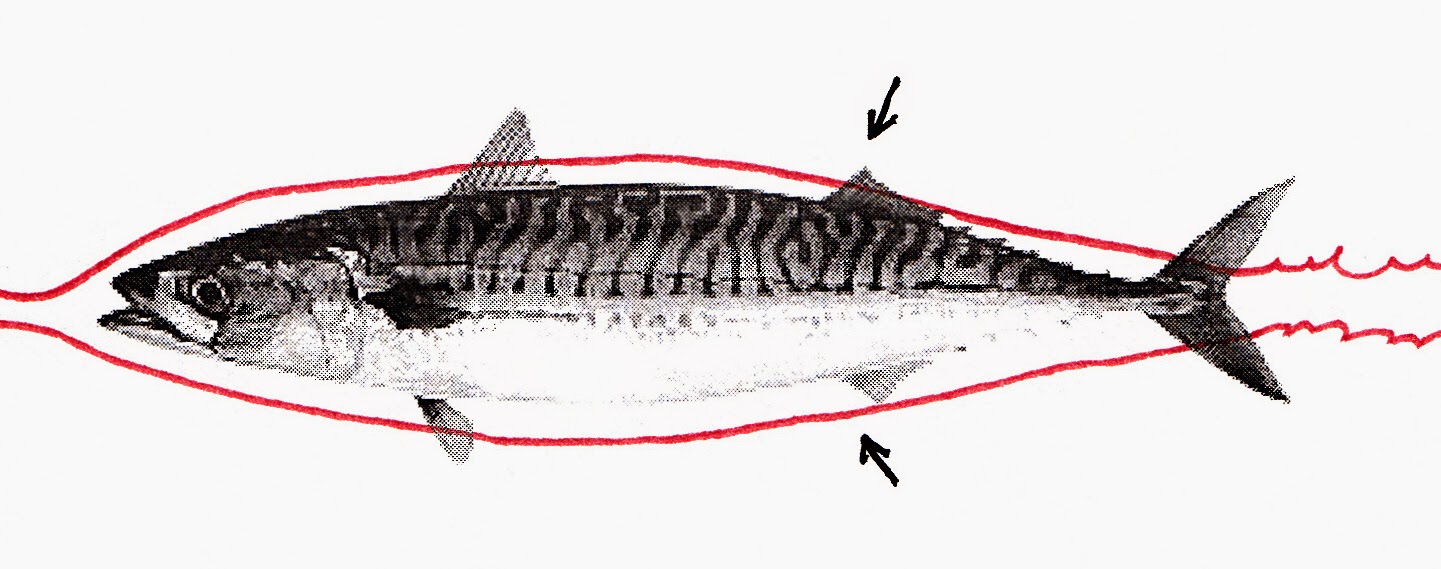Natural History, Creation and Religious Conflicts Mackerel easy to