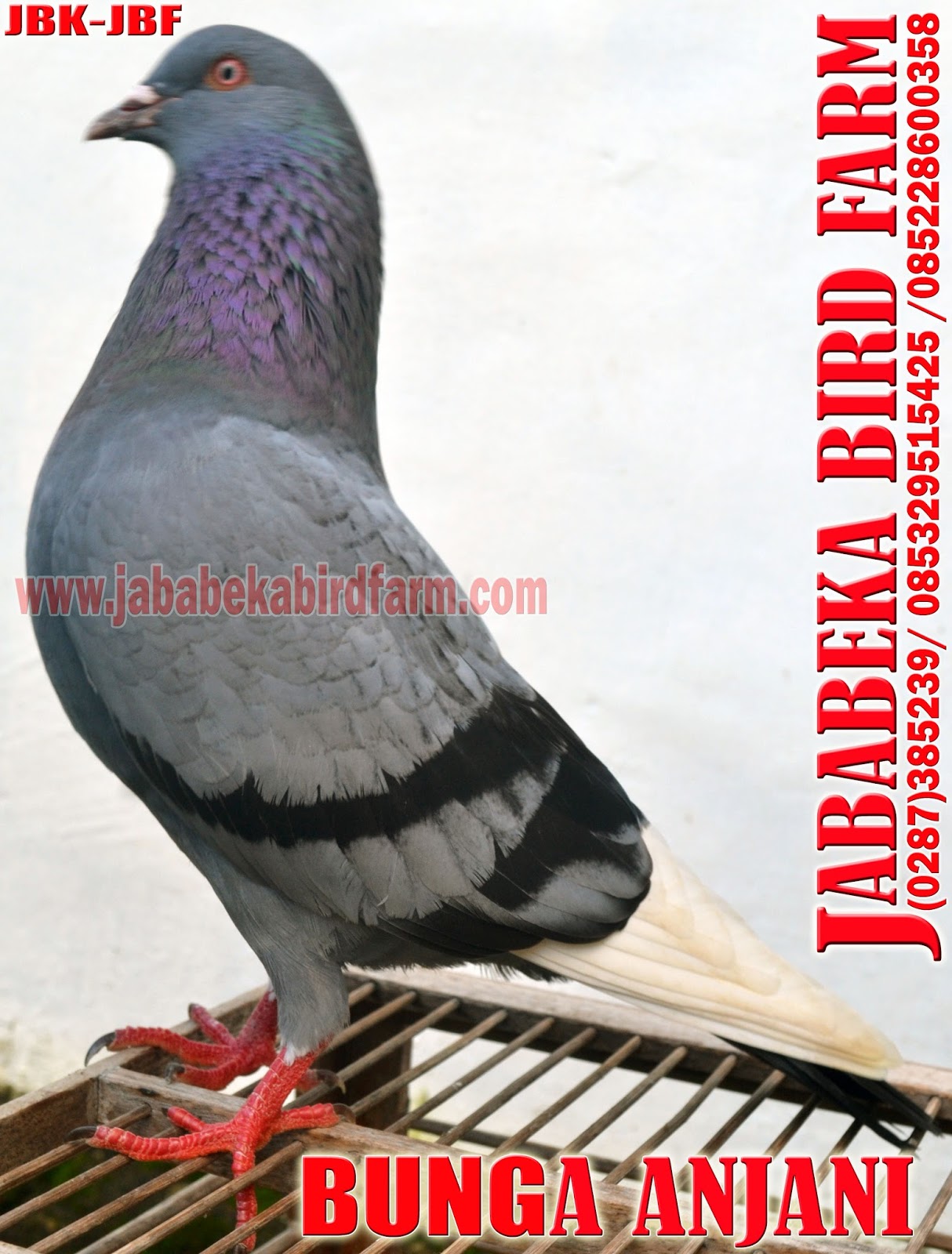 085228600358 / 085329515425 Burung Player Merpati Juara