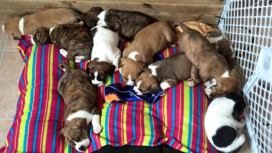 How Much Does It Cost To Desex A Female Dog In Nsw