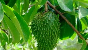  Khasiat Dan Manfaat Daun Sirsak