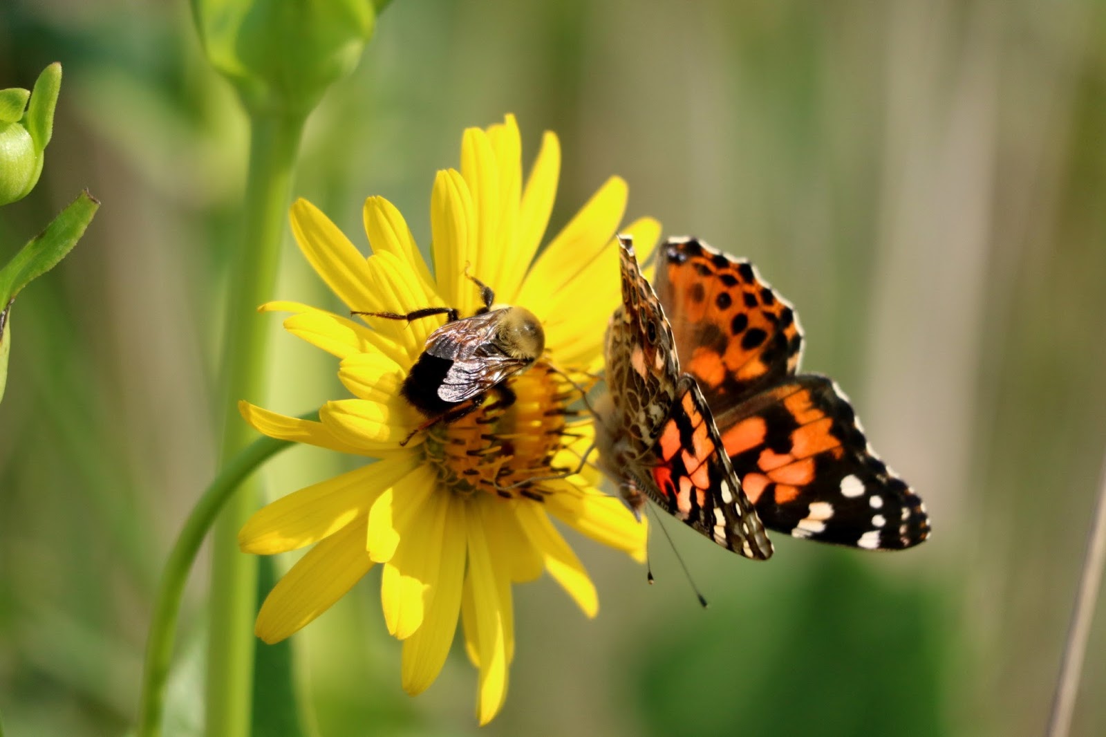 Reflections Ada Hayden Heritage Park Aug 13, 2017 Bee and Butterfly