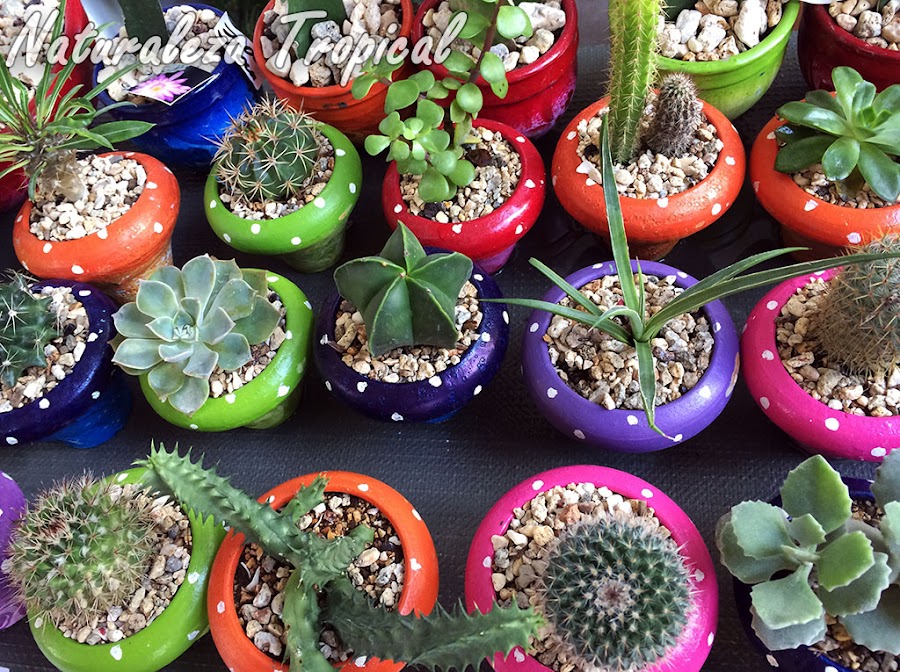 Otra imagen de exposición de venta de plantas suculentas