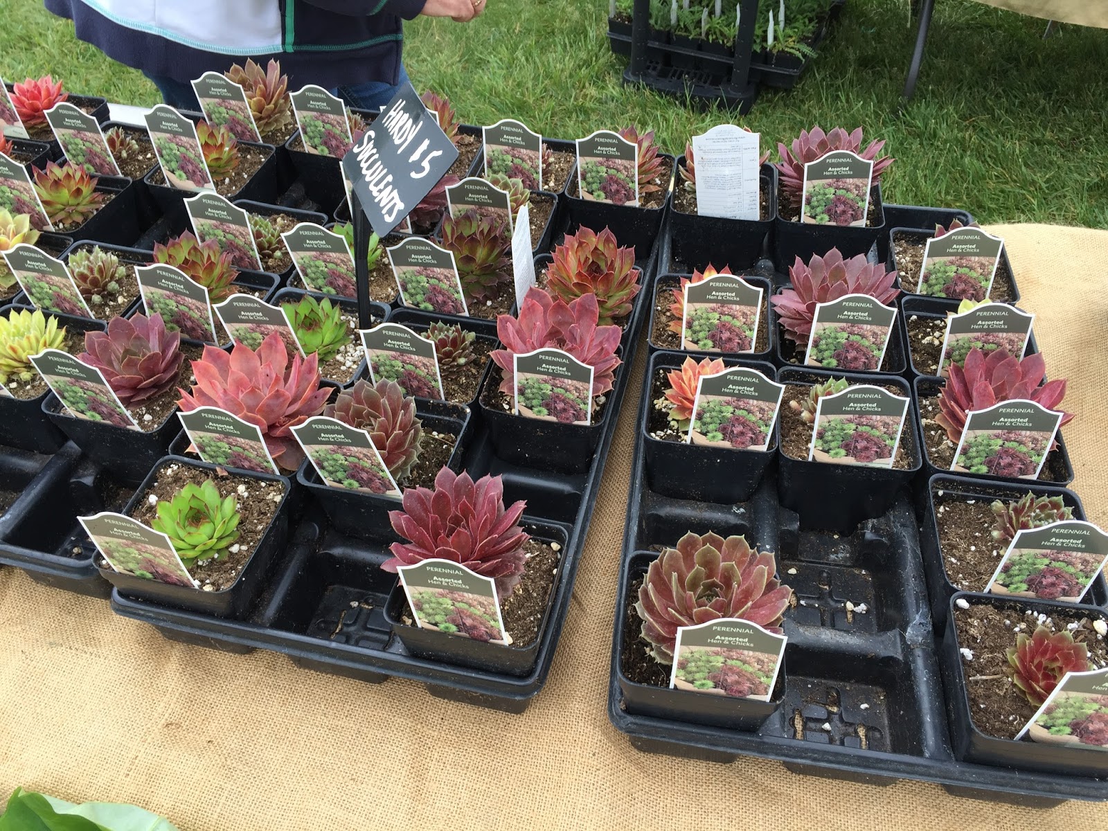 Bonz Blogz Maymont Herbs Galore and More