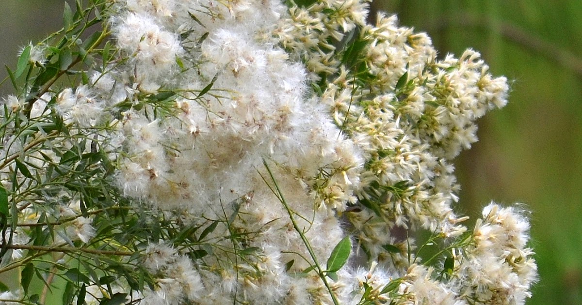 Southwest Florida Gardener That Fluffy White Tree
