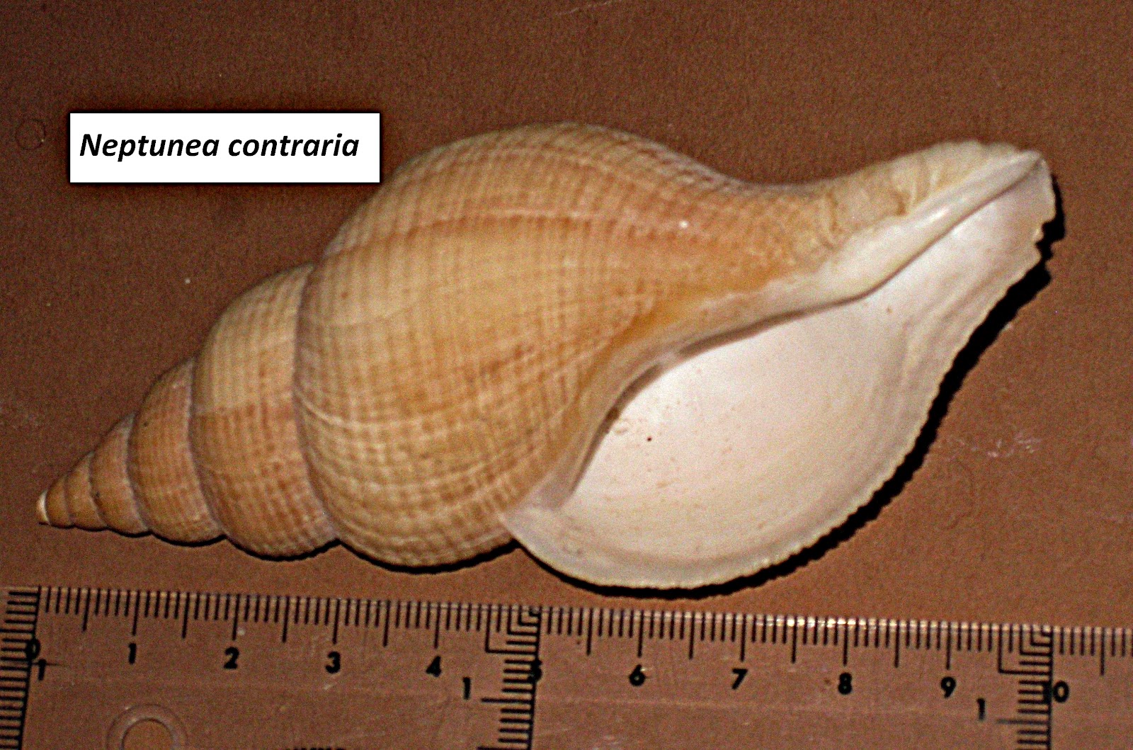 CUNCHAS DE ESTEIRO: febrero 2012