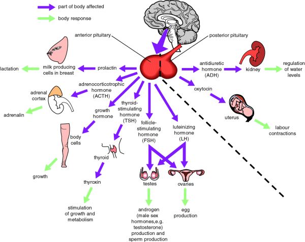 this pituitary hormone goes to the adrenal glands.