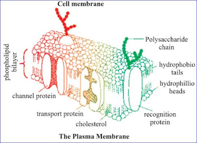 Plasma membrane, Nucleus, Cytoplasm