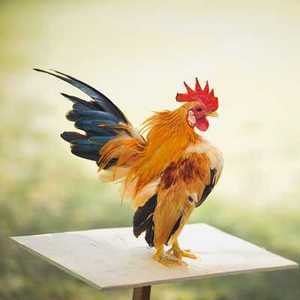 Cerita Fabel Binatang: Ayam, Bebek, Angsa