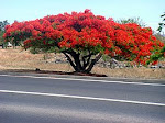 Dica de Arborização - Avenidas, praças, parques e ruas largas.