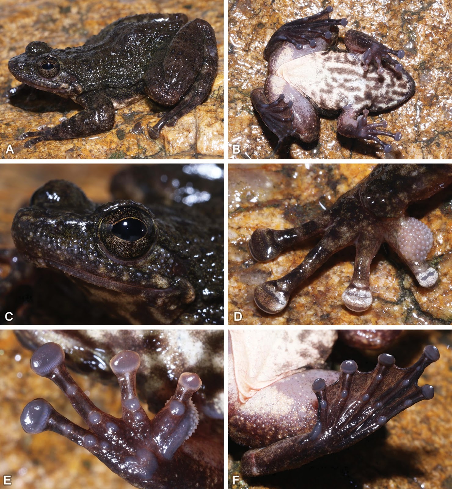 Species New to Science [Herpetology • 2019] Amolops sinensis & A
