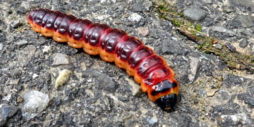 der Muger Vorsicht, ein DessertWurm