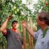 Cultivo de olerícolas é opção em Nova América da Colina
