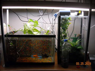 Aquaponic Fish Tanks