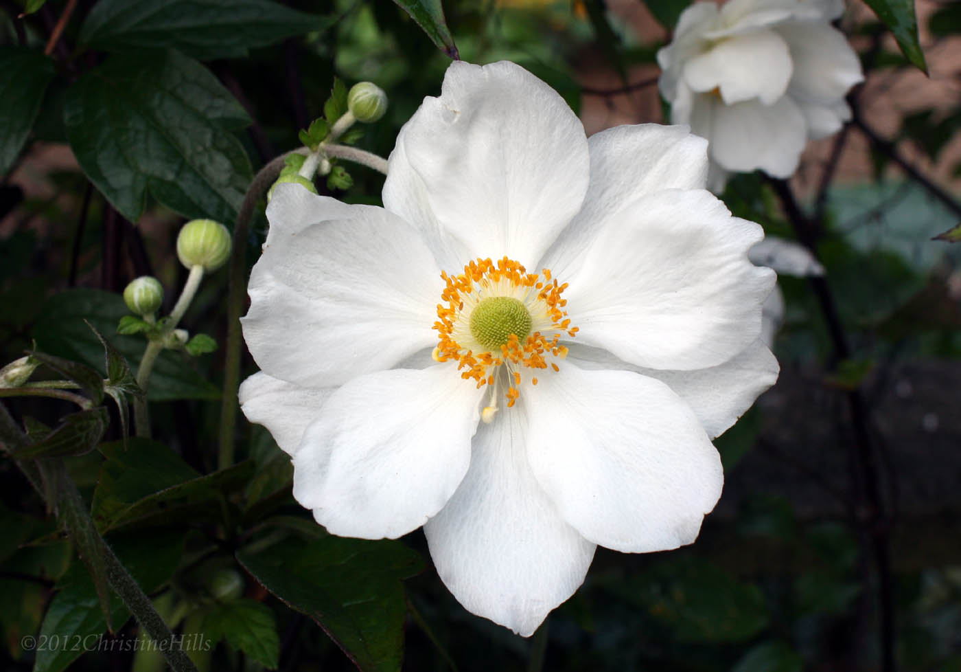Raven Ridge Gardens White Japanese Anemone